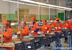 Banchi di lavorazione del pomodoro.