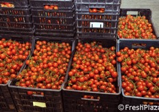 Pomodoro ancora da confezionare.