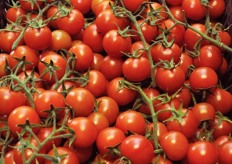 Qui transita anche il Pomodoro di Pachino IGP. L'obiettivo del Consorzio di Tutela e' quello di portare la produzione di ciliegino a 100.000 quintali.