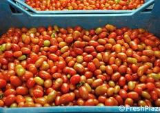 Pomodoro mini datterino, recentemente introdotto in produzione, con eccellenti risultati sotto il profilo delle caratteristiche organolettiche e gustative.