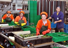 Area destinata alla lavorazione della zucchina.