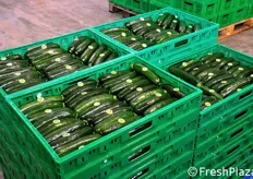 Nello stabilimento di Pevianifrutta transitano circa 25.000 quintali di zucchine, nel periodo compreso tra settembre e fine maggio.