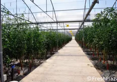 In moderne strutture serricole realizzate nell'aprile 2009 su 10.000 metri quadrati, l'azienda sta sperimentando la tecnica della produzione in fuorisuolo del pomodoro.