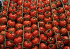 La cultivar e' Ciliegi' della Zeta Seeds, con caratteristiche di rosso intenso, grappolo lungo, ottimo profilo gustativo.