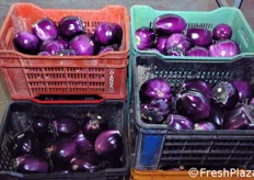 Melanzane violette raccolte in campo, ancora da confezionare. Il peso di questi ortaggi varia tra 350 e 550 grammi.