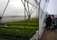 Nell'occasione Monsanto Vegetable Seeds ha presentato le nuovissime varieta' di Lattughe racchiuse sotto il marchio leader Seminis, sia per pieno campo che serra.
