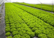 Particolare attenzione e' stata riservata ai segmenti Cappuccio, Gentiline e Iceberg, oltre che ad alcune varieta' di Finocchio, uno dei prodotti di cui Seminis va particolarmente orgogliosa sul mercato Italia.