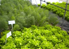 Piante di finocchio e di lattuga.