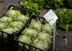 La varieta' RS 1247 e' una lattuga cappuccio da serra, caratterizzata da ciclo medio/tardivo per posizionamenti precoci sotto serra. Il cespo e' voluminoso, semi-aperto, di ottimo colore verde brillante. Il fondo si presenta piatto con ottima chiusura. Resistenza: HR BL: 1-28.