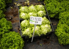 La lattuga gentilina RS 3282 si distingue per un ciclo medio per trapianti sotto serra. La pianta e' voluminosa, forte e si mantiene aperta fino a fine ciclo. Usufruisce di un’ottima presentazione grazie al colore e al fondo. Resistenze: HR BL: 1-28.