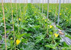 Qui le zucchine sono gia' in raccolta e, se le condizioni climatiche lo permetteranno, si potra' proseguire fino a giugno.