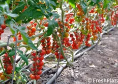 La coltivazione di pomodori segue un disciplinare di lotta integrata.