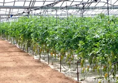 In queste serre, coltivate interamente a pomodoro ciliegino, i trapianti sono stati effettuati in fase tardiva (20 novembre 2010). La raccolta ha preso avvio a fine aprile 2011.