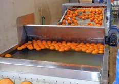 Ingresso delle arance nella linea di lavaggio e selezione.
