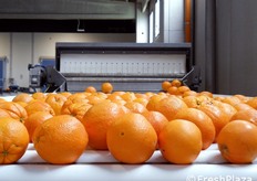 Una carica di arance!