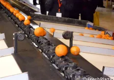 Passaggio delle arance sulla linea di calibrazione, che le suddivide per grandezza.