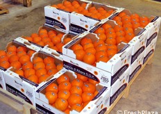 Pallet di Arance di Ribera DOP in via di formazione.