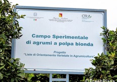 Tra le visite in programma, anche quella al campo sperimentale per gli agrumi.