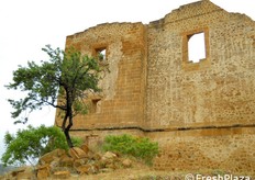 Le rovine dell'antico castello di Poggiodiana dominano la valle che rappresenta il cuore della produzione dell'arancia di Ribera.