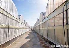 L'impianto serricolo e' stato realizzato su una superficie di un ettaro, con strutture allo stato dell'arte. I corpi serra sono 8, di cui 5 destinati a prove dimostrative sul pomodoro, 2 per prove peperone e 1 per i portinnesti.