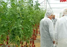 Nelle serre destinate al pomodoro vengono realizzati confronti diretti delle diverse tipologie Monsanto con le principali varieta' commerciali delle altre ditte sementiere.