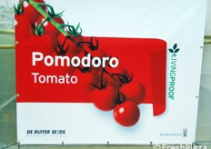 In questa serra sono riuniti i pomodori di tipologia a grappolo.