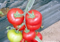 In questa e nelle foto seguenti sono rappresentati i pomodori Rovente, Ventero, Kadima, DRW 7627.