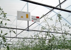 Questa serra e' dedicata ai pomodori di tipologia cuore di bue e insalatari.