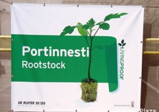 Serra dedicata al confronto tra portinnesti.