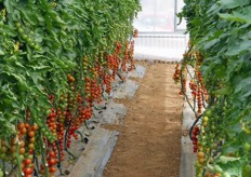 Pomodori allevati su portinnesto.