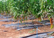 Ben 13 portinnesti sono in sperimentazione in questa serra.