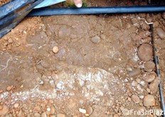 Dettaglio dello sviluppo radicale del portinnesto.