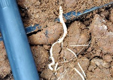 Una radicetta ha scavalcato il bordo di un vetro appositamente sotterrato per consentire successivamente di verificare lo sviluppo sotterraneo dell'apparato radicale.