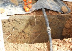 Ed ecco la lastra di vetro messa a nudo e, insieme ad essa, le radici del portinnesto nella sezione di suolo circostante la pianta.