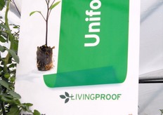 Monsanto e' da sempre leader nei portinnesti per pomodoro e possiede una gamma di soluzioni adatte a qualunque esigenza.