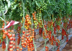 "Sapore, ma anche quantita': in Sicilia e' importante anche questa, per competere con paesi come Marocco, Turchia, Spagna, ecc.", ha detto Rosario Privitera di Monsanto, illustrando il ruolo dei portinnesti nelle rese produttive."