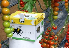 L'impollinazione delle piante all'interno delle serre e' svolta grazie ai bombi.