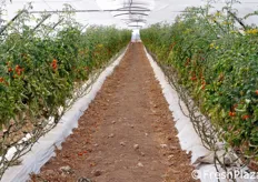 Tunnel per la produzione di pomodoro ciliegino.