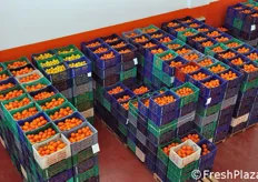 Nel periodo della visita erano ancora in lavorazione le arance, uno dei prodotti di punta dell'azienda.