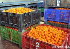 Complessivamente, nello stabilimento si lavorano 600-700 vagoni di agrumi (1 vagone = 10 ton) e 300-400 vagoni di pesche.