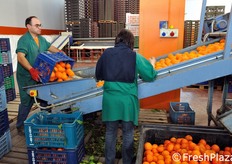 Il momento dello sversamento del prodotto all'inizio della linea di lavorazione. Una prima selezione manuale serve a rimuovere rametti, foglie o prodotto non idoneo.