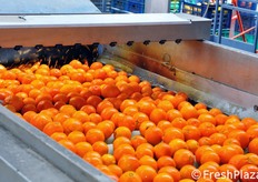 Le arance attraversano poi una fase di lavaggio a spruzzo, con successiva spazzolatura e ceratura (con cera d'api). L'asciugatura avviene mediante aria calda a 40 gradi per circa un paio di minuti.