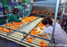 Ulteriore banco di selezione manuale per togliere solo il prodotto di II categoria.