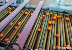 Calibratore a rullo. Questo macchinario suddivide le arance per diametro ed e' dotato di 7 uscite.