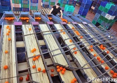 A seconda del diametro, le arance vengono smistate nei canali e verso le bocchette di raccolta.