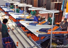 Trasporto del prodotto verso i banchi per il confezionamento.