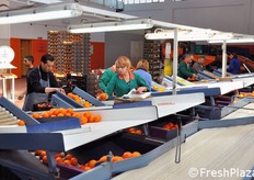 Il confezionamento avviene in padelle monostrato da 4/5 kg oppure in cassette doppiostrato (30x40 cm) di circa 8 kg.