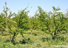 Oggi l'azienda Tortomasi ha diversificato la propria offerta di prodotto, introducendo nel calendario anche la produzione di drupacee. Per quanto riguarda i terreni di proprieta' della famiglia Tortomasi, 50 ettari sono destinati ad agrumi e 50 a pesche e nettarine. Il pescheto rappresentato in foto ha un paio d'anni di vita. La stagione di raccolta delle pesche partira' a fine giugno.