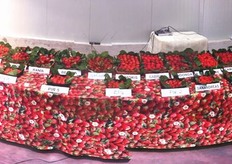 Il 26 maggio 2011 si e' rinnovato a Parete (CE) l'appuntamento con la mostra pomologica della fragola, presso la sede della Cooperativa Sole, leader nazionale nella produzione di fragole, di cui garantisce la fornitura ai mercati tutto l'anno.