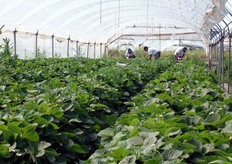 La Cooperativa conta 100 soci e 11 dipendenti (di cui 4 assunti lo scorso anno). Nella foto, fase di raccolta delle fragole nelle serre.